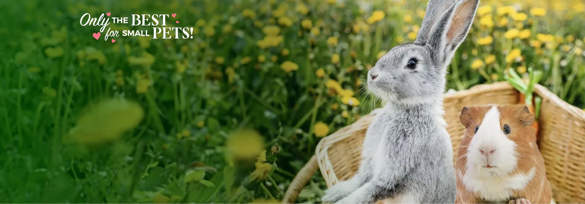 Premium Care for Little Friends